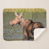 Moose Feeding in Glacier National Park, Montana Sherpa Deken (Voorkant (horizontaal))