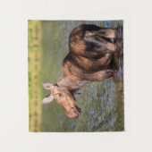 Moose Feeding in Glacier National Park, Montana Wandkleed (Voorkant)