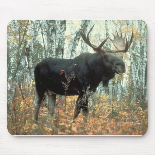Moose Forest Trees Park Animal Wildlife Art Muismat (Voorkant)