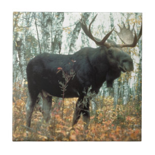 Moose Forest Trees Park Animal Wildlife Art Tegeltje