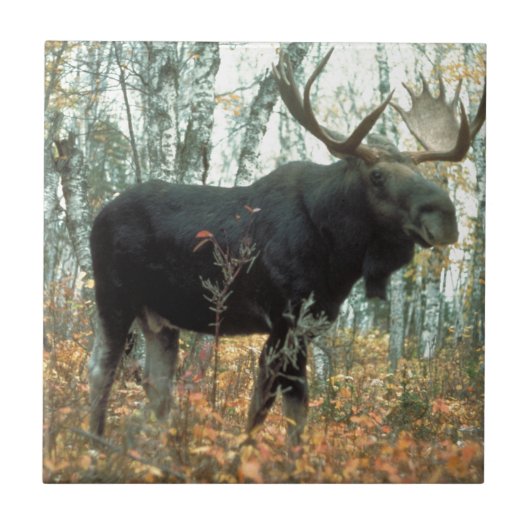 Moose Forest Trees Park Animal Wildlife Art Tegeltje (Voorkant)