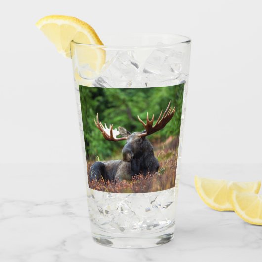 Moose Glas (Voorkant ijs)