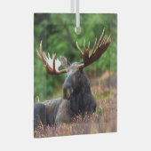 Moose Glas Ornament (Voorkant Rechts)