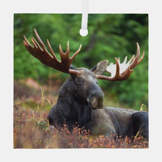 Moose Glas Ornament (Achterkant)