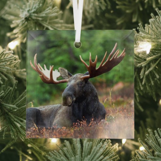 Moose Glas Ornament (Insitu)