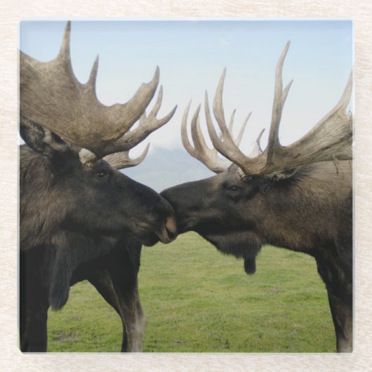 Moose Glazen Onderzetter (Voorkant)