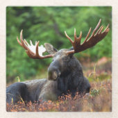 Moose Glazen Onderzetter (Voorkant)