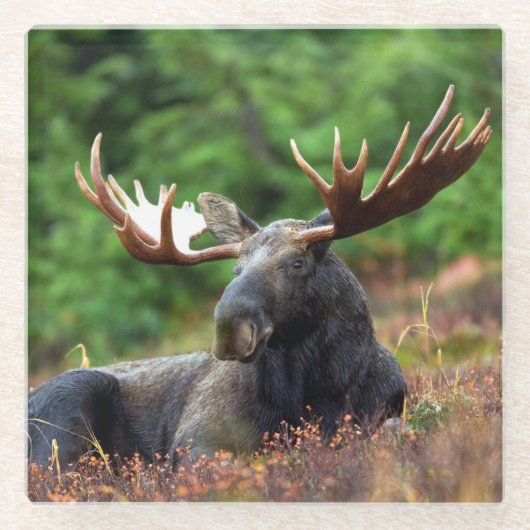 Moose Glazen Onderzetter (Voorkant)