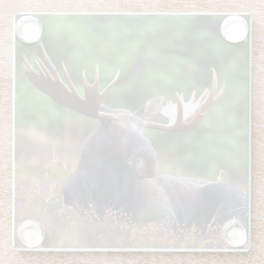 Moose Glazen Onderzetter (Achterkant)