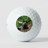 Moose Golfballen (Voorkant)