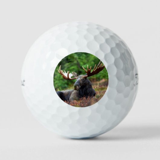 Moose Golfballen (Voorkant)