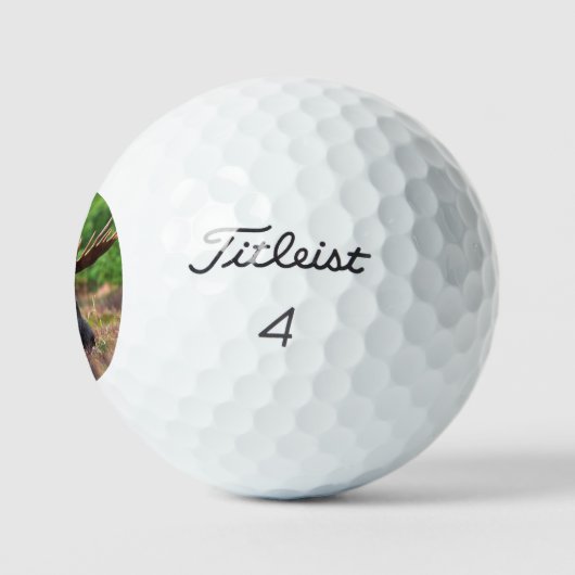 Moose Golfballen (Logo)