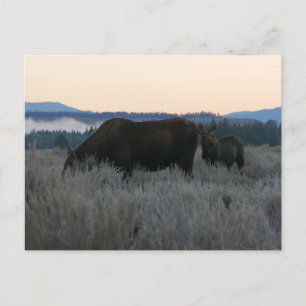 Moose Grazing op zonsopgang bij Grand Teton Briefkaart