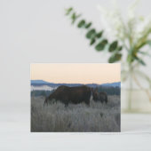 Moose Grazing op zonsopgang bij Grand Teton Briefkaart (Staand voorkant)