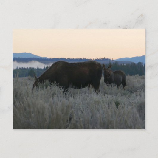Moose Grazing op zonsopgang bij Grand Teton Briefkaart (Voorkant)
