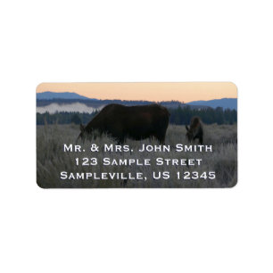 Moose Grazing op zonsopgang bij Grand Teton Etiket