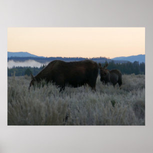Moose Grazing op zonsopgang bij Grand Teton Poster
