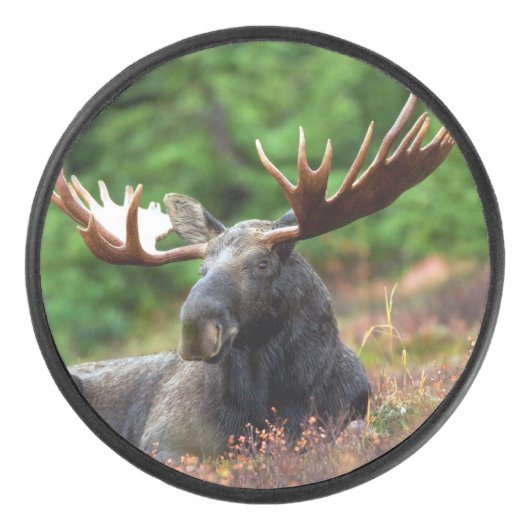 Moose Hockey Puck (Voorkant)