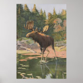 Moose Illustration (1902) Poster (Voorkant)