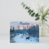 Moose in de winter bij Lake Audy Manitoba Canada Briefkaart (Staand voorkant)