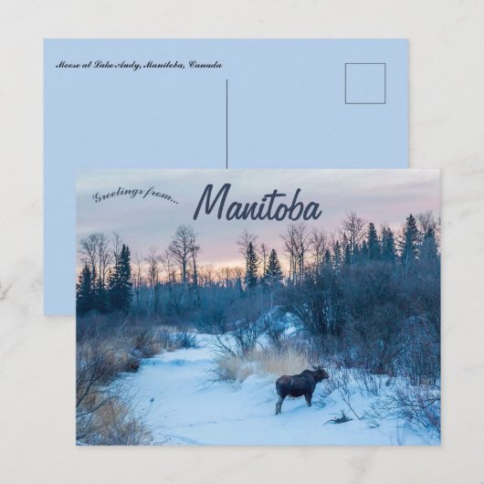 Moose in de winter bij Lake Audy Manitoba Canada Briefkaart (Voorkant / Achterkant)