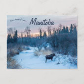 Moose in de winter bij Lake Audy Manitoba Canada Briefkaart (Voorkant)