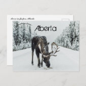 Moose in de winter in Jasper Alberta Canada Briefkaart (Voorkant / Achterkant)