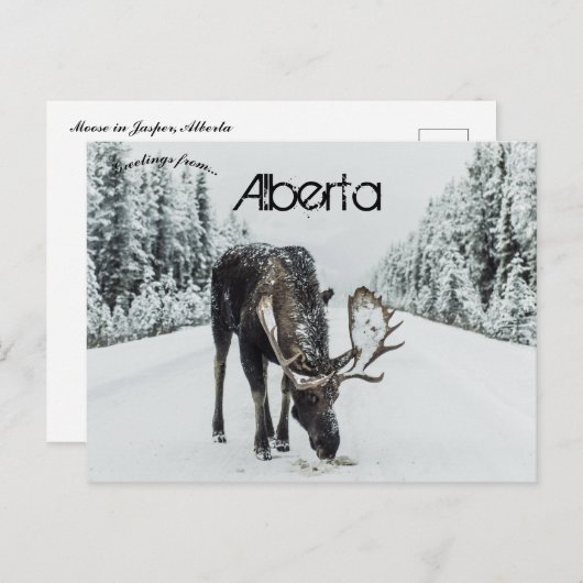 Moose in de winter in Jasper Alberta Canada Briefkaart (Voorkant / Achterkant)