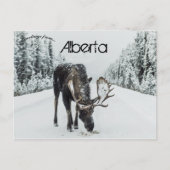 Moose in de winter in Jasper Alberta Canada Briefkaart (Voorkant)