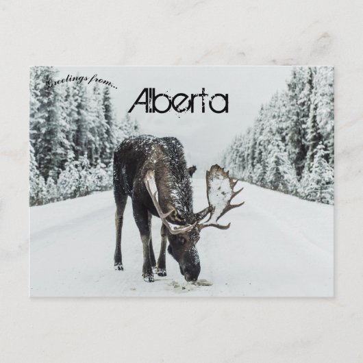 Moose in de winter in Jasper Alberta Canada Briefkaart (Voorkant)