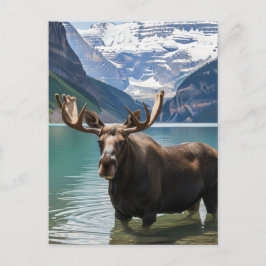 Moose in het Banff National Park in Canada Briefkaart