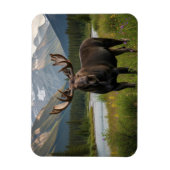 Moose in het Banff National Park in Canada Magneet (Verticaal)