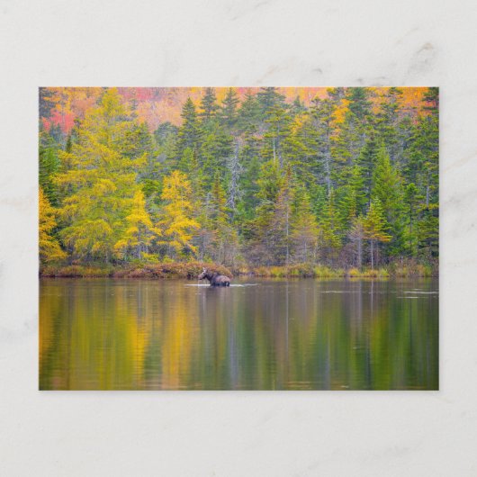 Moose in het meer briefkaart (Voorkant)
