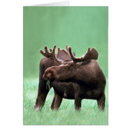 Moose in het Nationaal Park Yellowstone