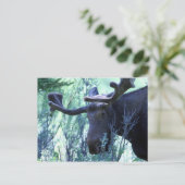 Moose in Jackson Hole, Wyoming Briefkaart (Staand voorkant)