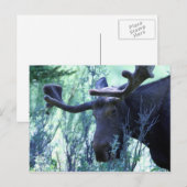Moose in Jackson Hole, Wyoming Briefkaart (Voorkant / Achterkant)