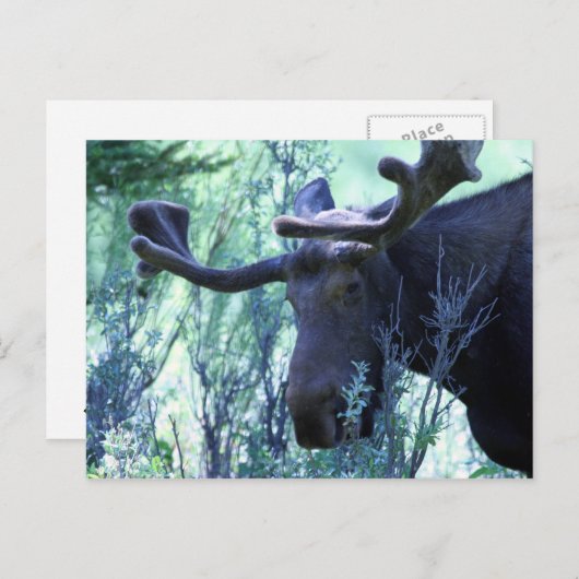Moose in Jackson Hole, Wyoming Briefkaart (Voorkant / Achterkant)