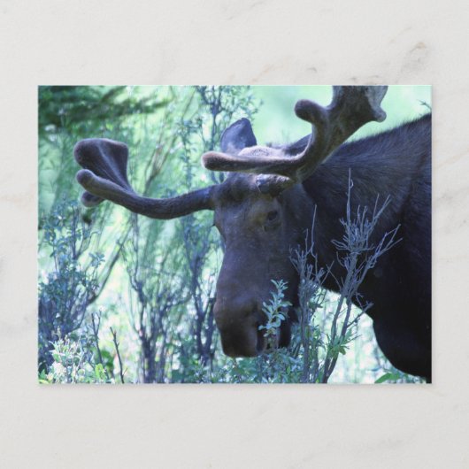 Moose in Jackson Hole, Wyoming Briefkaart (Voorkant)