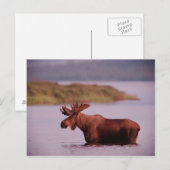 Moose in Lake Briefkaart (Voorkant / Achterkant)
