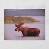 Moose in Lake Briefkaart (Voorkant)