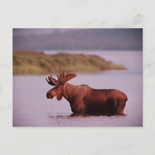 Moose in Lake Briefkaart (Voorkant)