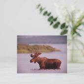 Moose in Lake Briefkaart (Staand voorkant)