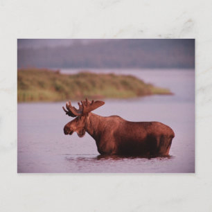 Moose in Lake Briefkaart