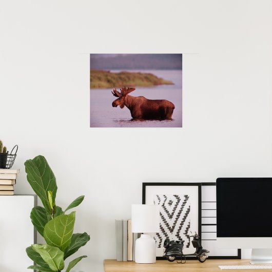 Moose in Lake Poster (Thuiskantoor)