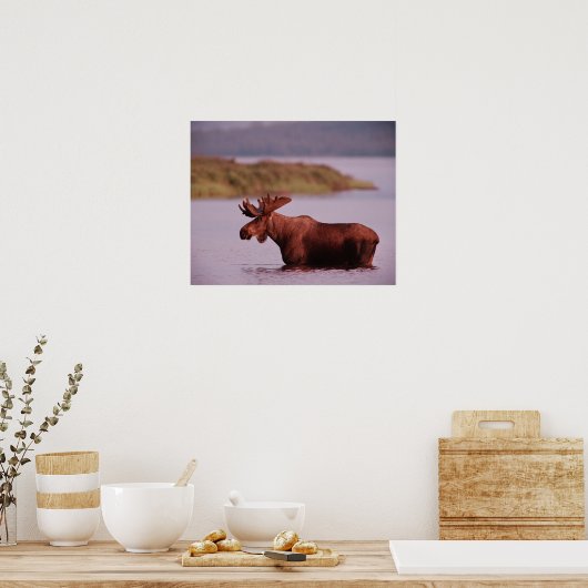 Moose in Lake Poster (Keuken)