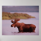 Moose in Lake Poster (Voorkant)