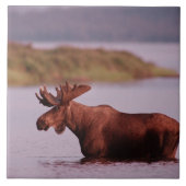 Moose in Lake Tegeltje (Voorkant)