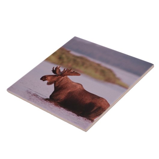 Moose in Lake Tegeltje (Zijkant)