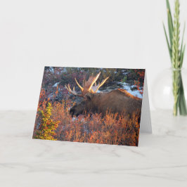 Moose in the Morning' Kaart