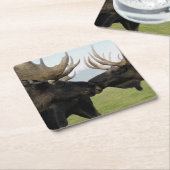 Moose Kartonnen Onderzetters (Schuin)